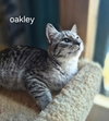 Oakley