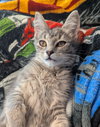 Gnocchi