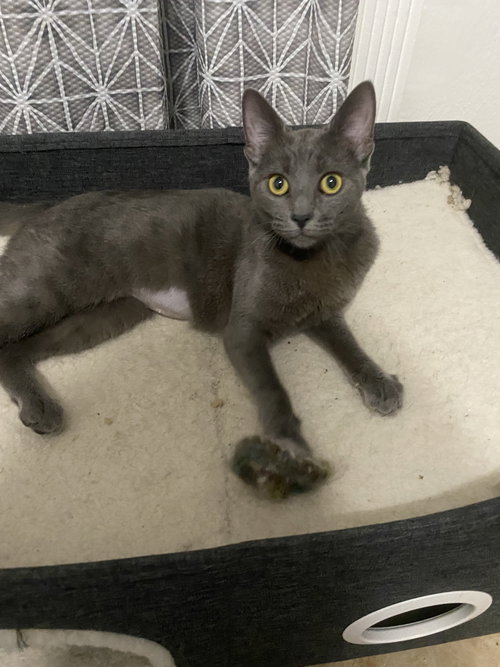 Missy the Beautiful kitten