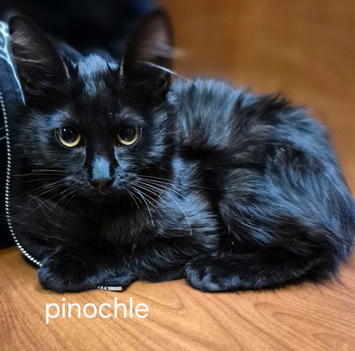 Pinochle