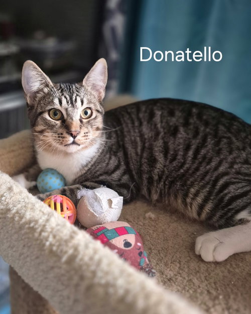 Donatello