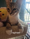 Raphael