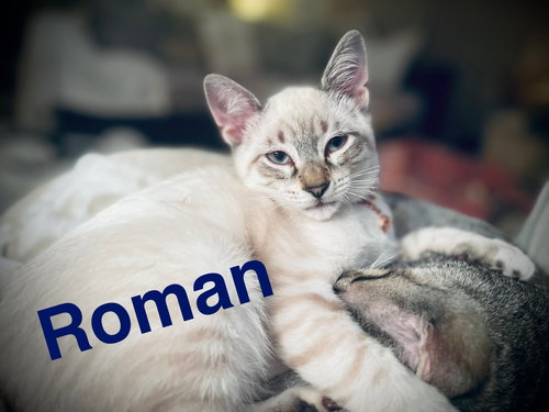 Roman