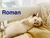 Roman