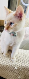 Sophia