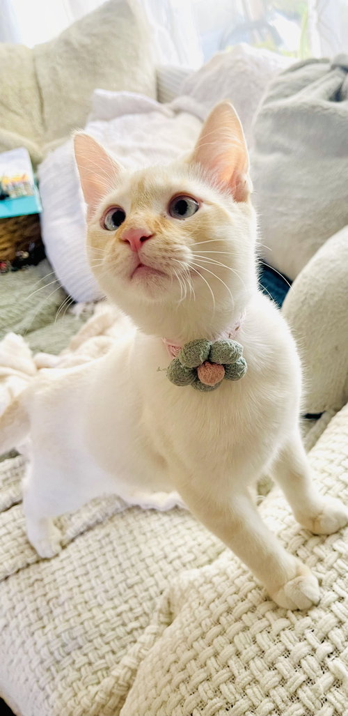 Sophia