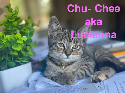 Chu Che