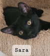 Sara