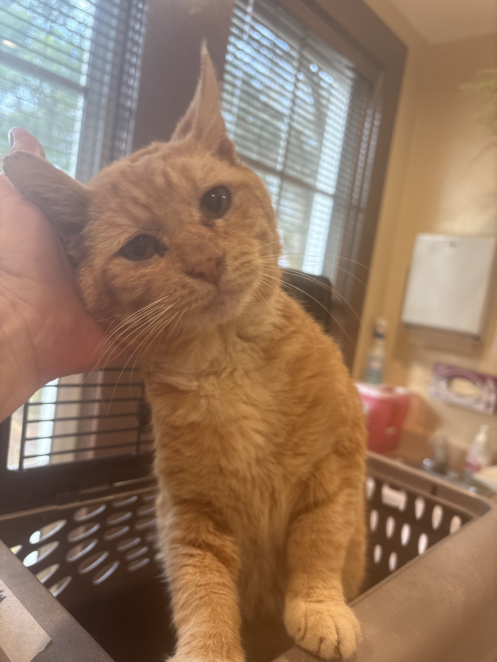 Buster the Sweet Orange Senior