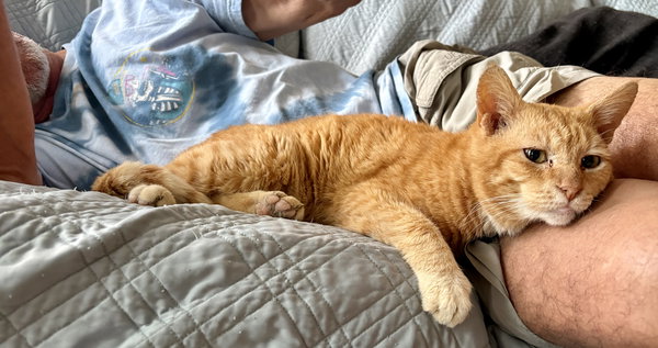 Buster the Sweet Orange Senior