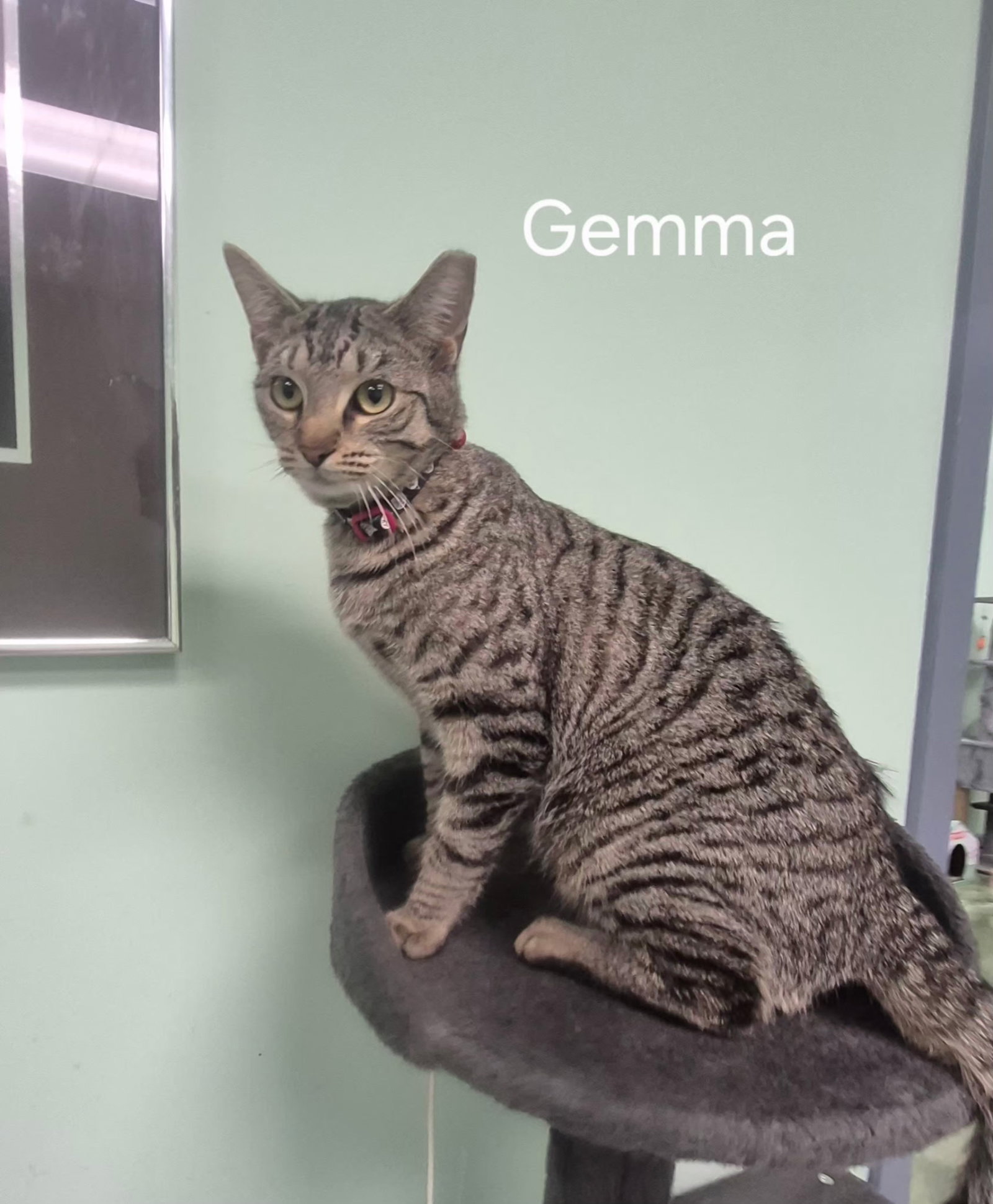 Gemma Image