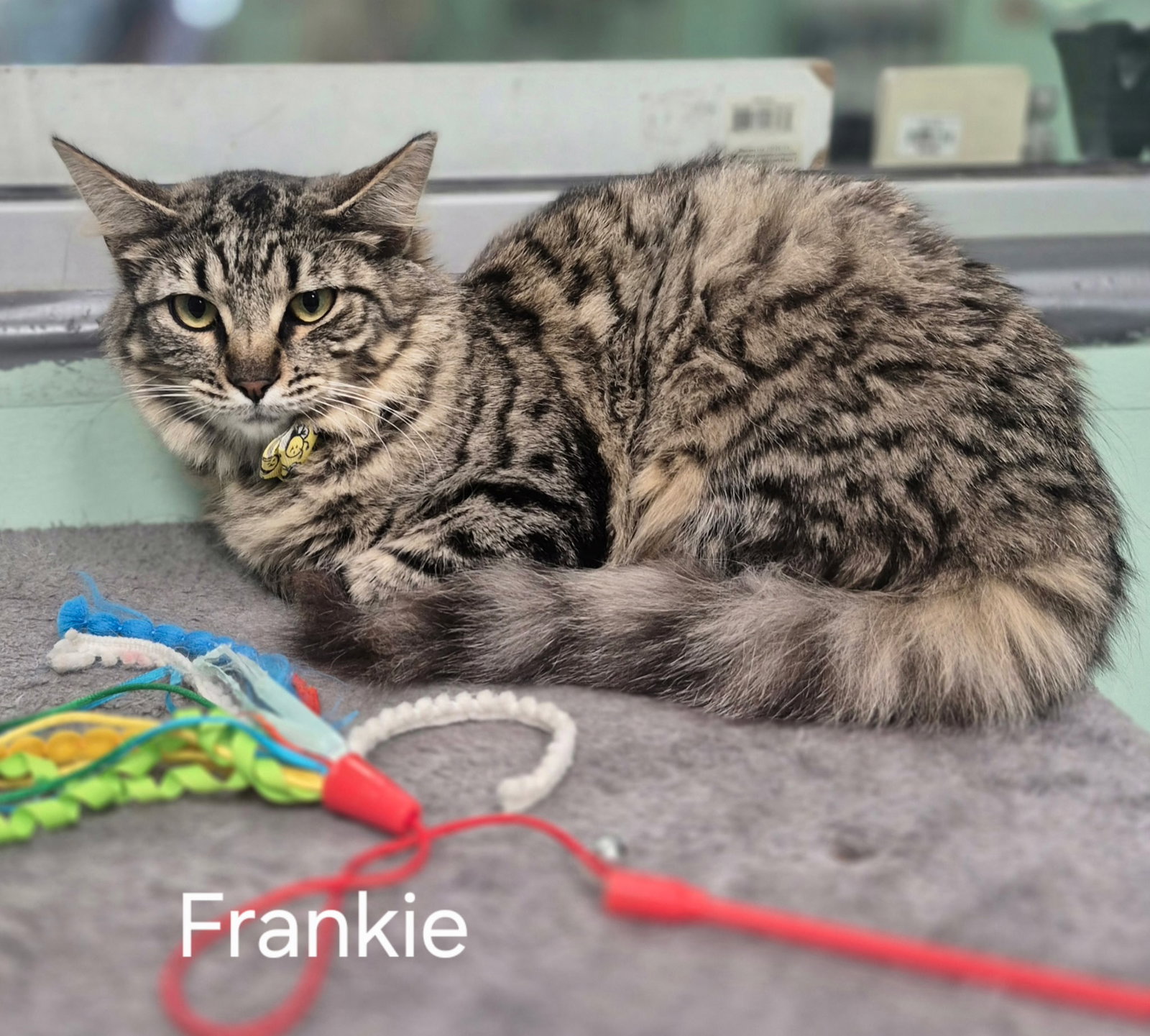 Frankie Image