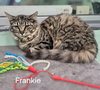 Frankie