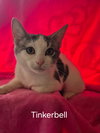 Tinkerbell