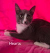 Hearts