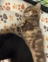 Sahara