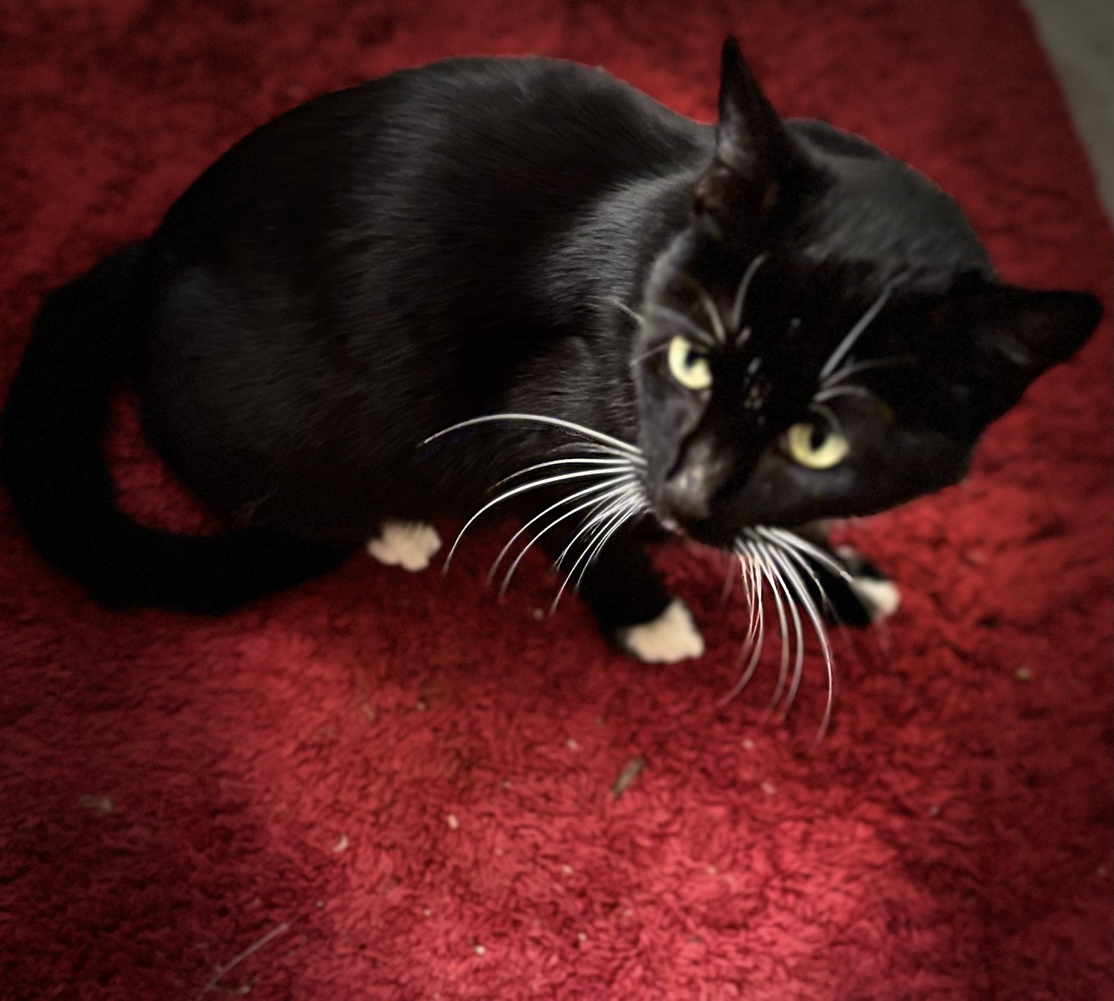 Whiskers