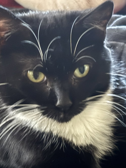 Whiskers, a cat for adoption from C.A.T.S.-C.A.N., Inc.