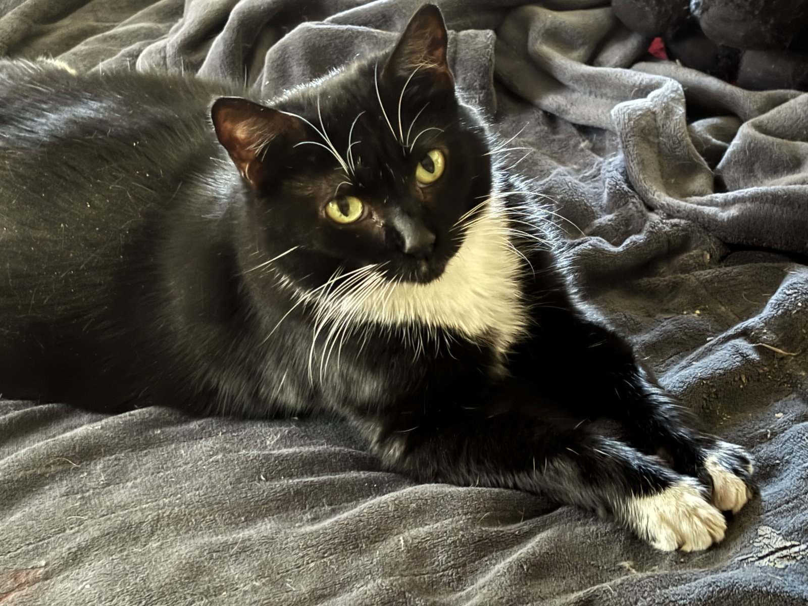 Whiskers, photo 4