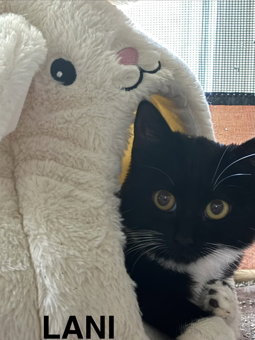 Lanie, Young Domestic Short Hair / Mixed (short coat), cat for adoption in Altamonte Springs, Florida
