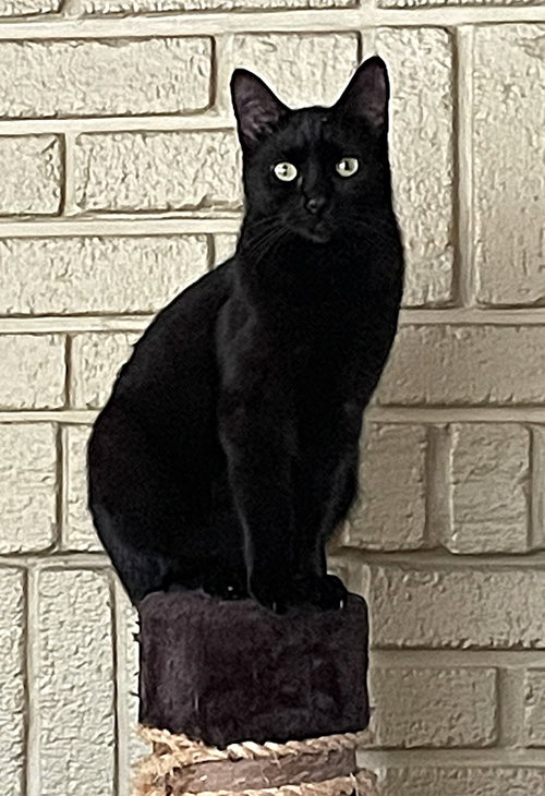 Eleanor, a cat for adoption from C.A.T.S.-C.A.N., Inc.