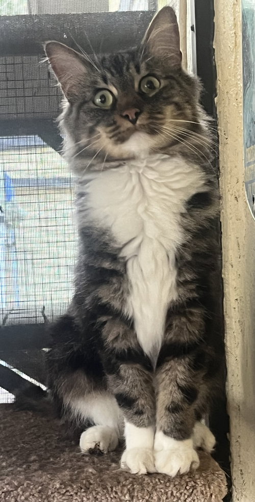Rabble the Sweetheart