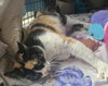 Miss Kitty the Calico Hemingway