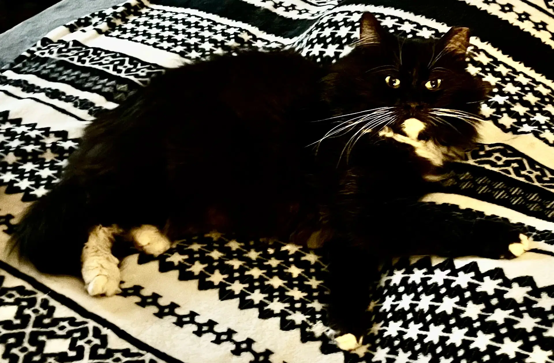 Gremlin - Domestic Long Hair