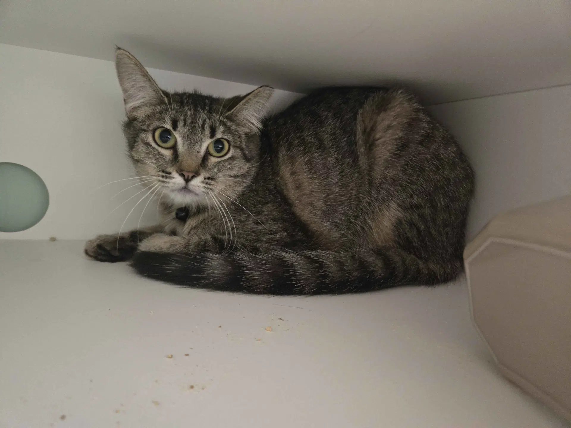 Cashmere - Domestic Short Hair