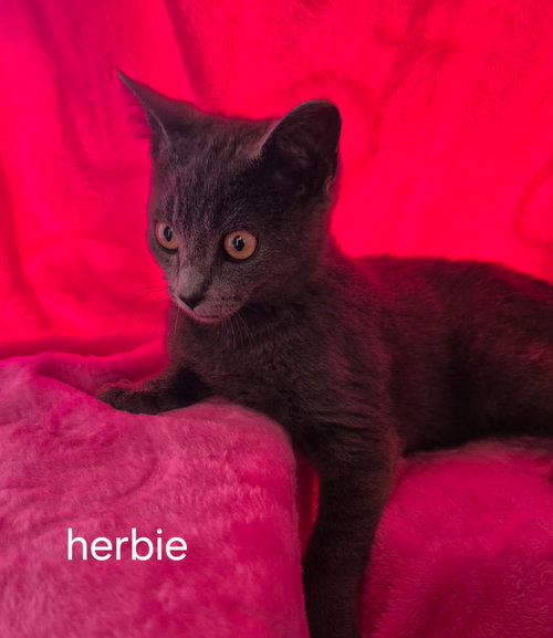 Herbie