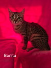 Bonita