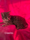 Cizento