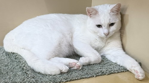 picture of the cat needing adoption