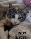 Lindy
