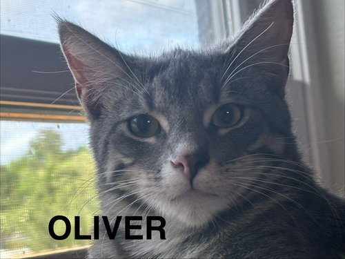 Oliver, Baby Domestic Short Hair / Mixed (short coat), cat for adoption in Altamonte Springs, Florida