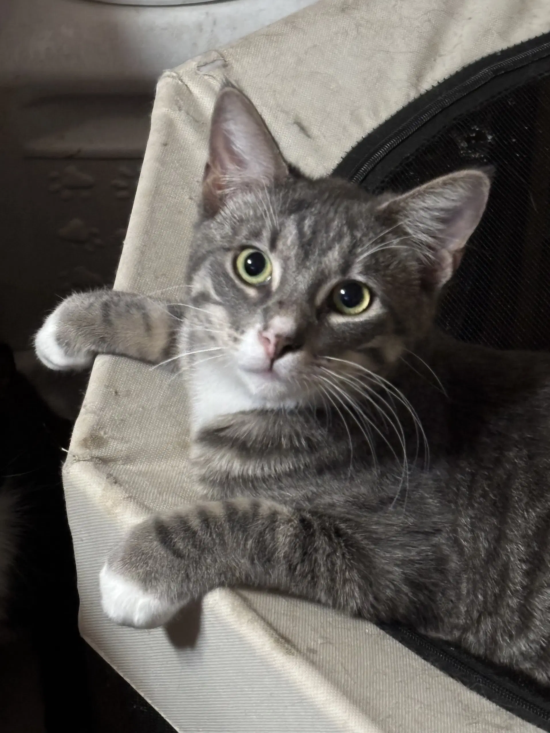 Oliver image 2