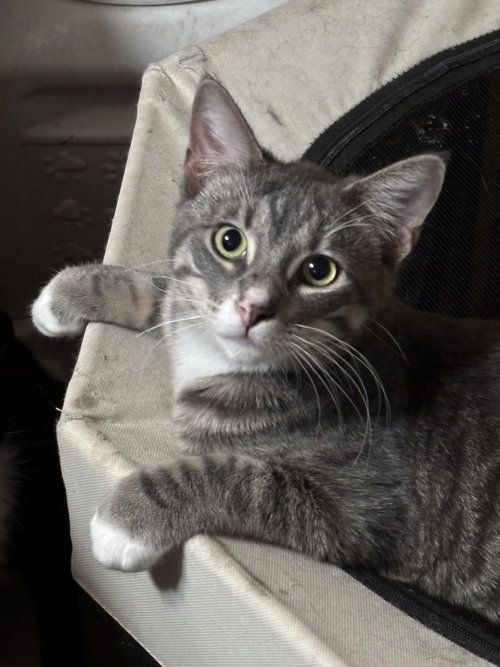 Photo 2 of Oliver