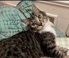 Velvet the sweet boy