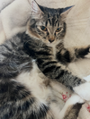 Velvet the sweet boy