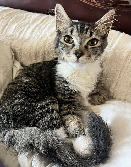 Velvet the sweet boy