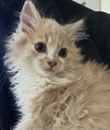 Swiffer