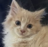 Swiffer