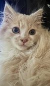 Swiffer