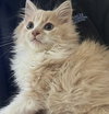 Swiffer