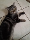 Stella