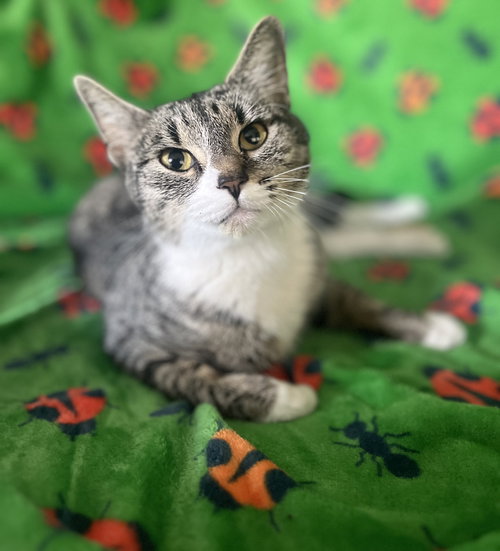 Marlena, Young Domestic Short Hair / Mixed (short coat), cat for adoption in Port Orange, Florida