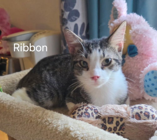 Ribbon, Young Domestic Short Hair / Mixed (short coat), cat for adoption in Port Orange, Florida
