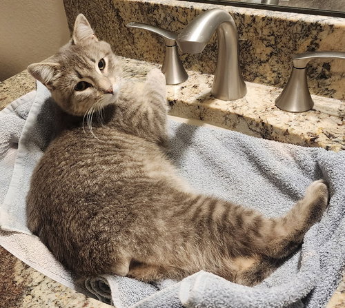 Lila, Adult Domestic Short Hair / Manx / Mixed (short coat), cat for adoption in Port Orange, Florida