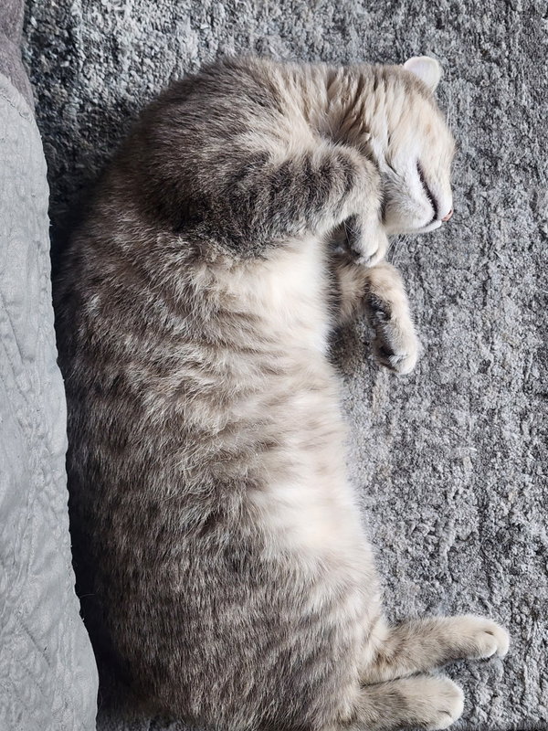 Lila