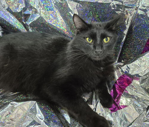 Poppi, Adult Domestic Medium Hair / Mixed (medium coat), cat for adoption in Port Orange, Florida